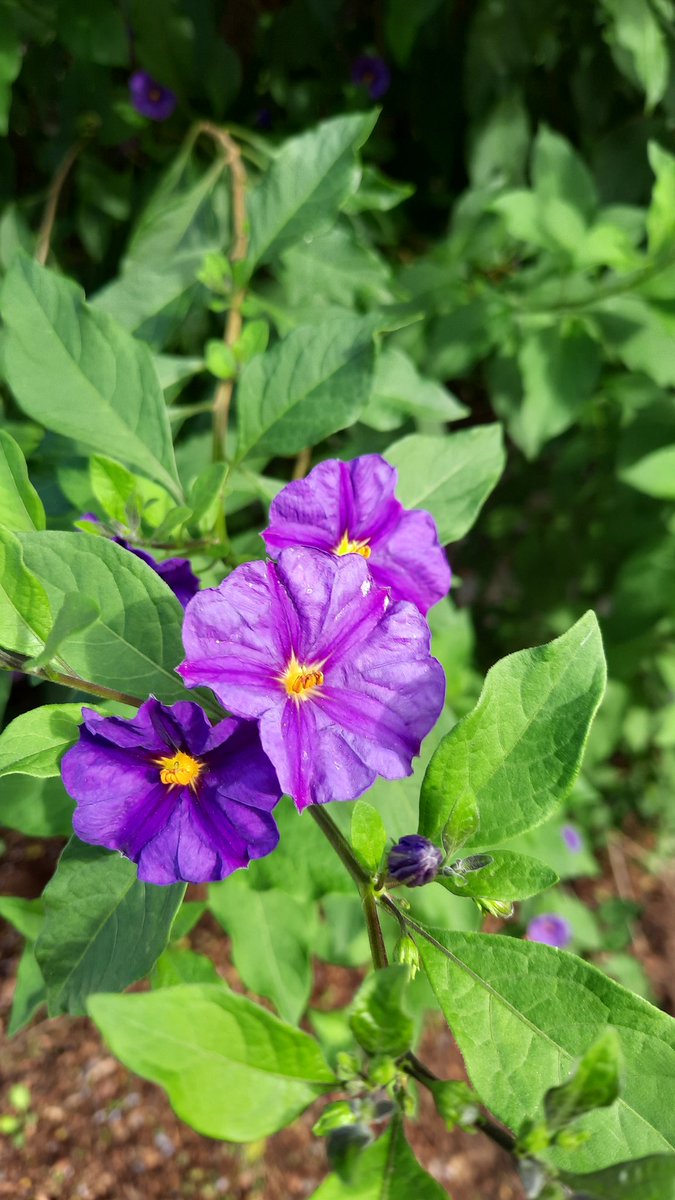 Day 9 #Gratitude January 2023

" Be different. Be original. Nobody will remember a specific flower in a garden filled with thousands of the same yellow flower, BUT they will remember the one that managed to change its color to purple." 

― Suzy Kassem

#newyear #gratitude