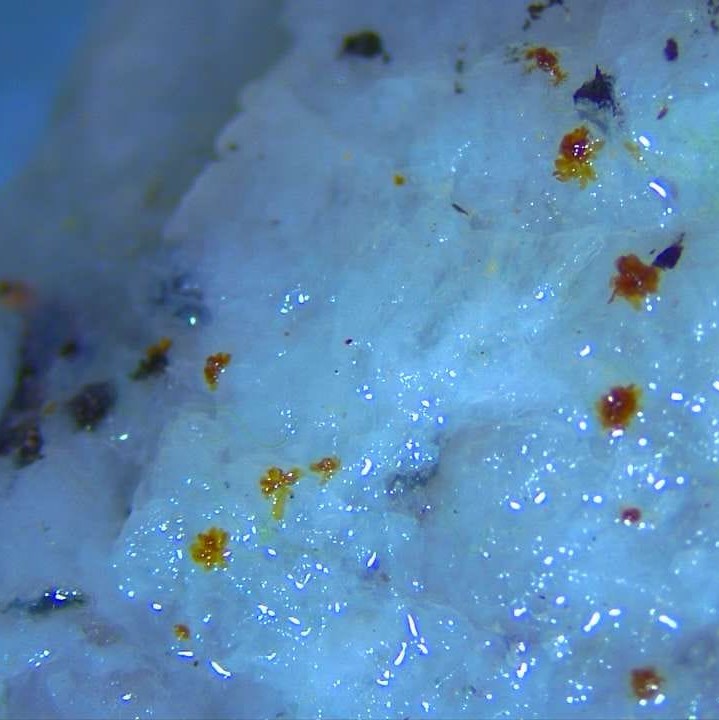 Marine_Forests's tweet photo. ✨We started the year with great news! We have our first little kelps in our latest green gravel batch.
Hopefully the little ones will help save our forgotten #marineforests
#BlueForests #KelpForests #ClimateChange #BlueCarbon #OneOcean #blueforesting #SeaForest https://t.co/NbynyPLTdo