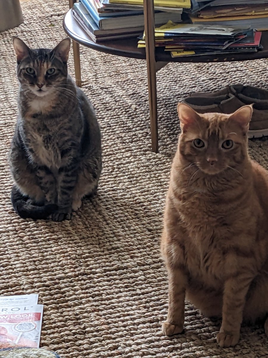 AnnaBessLank's tweet photo. @MollieKatzen Lizzie and Bingley https://t.co/bU5z8A8blA