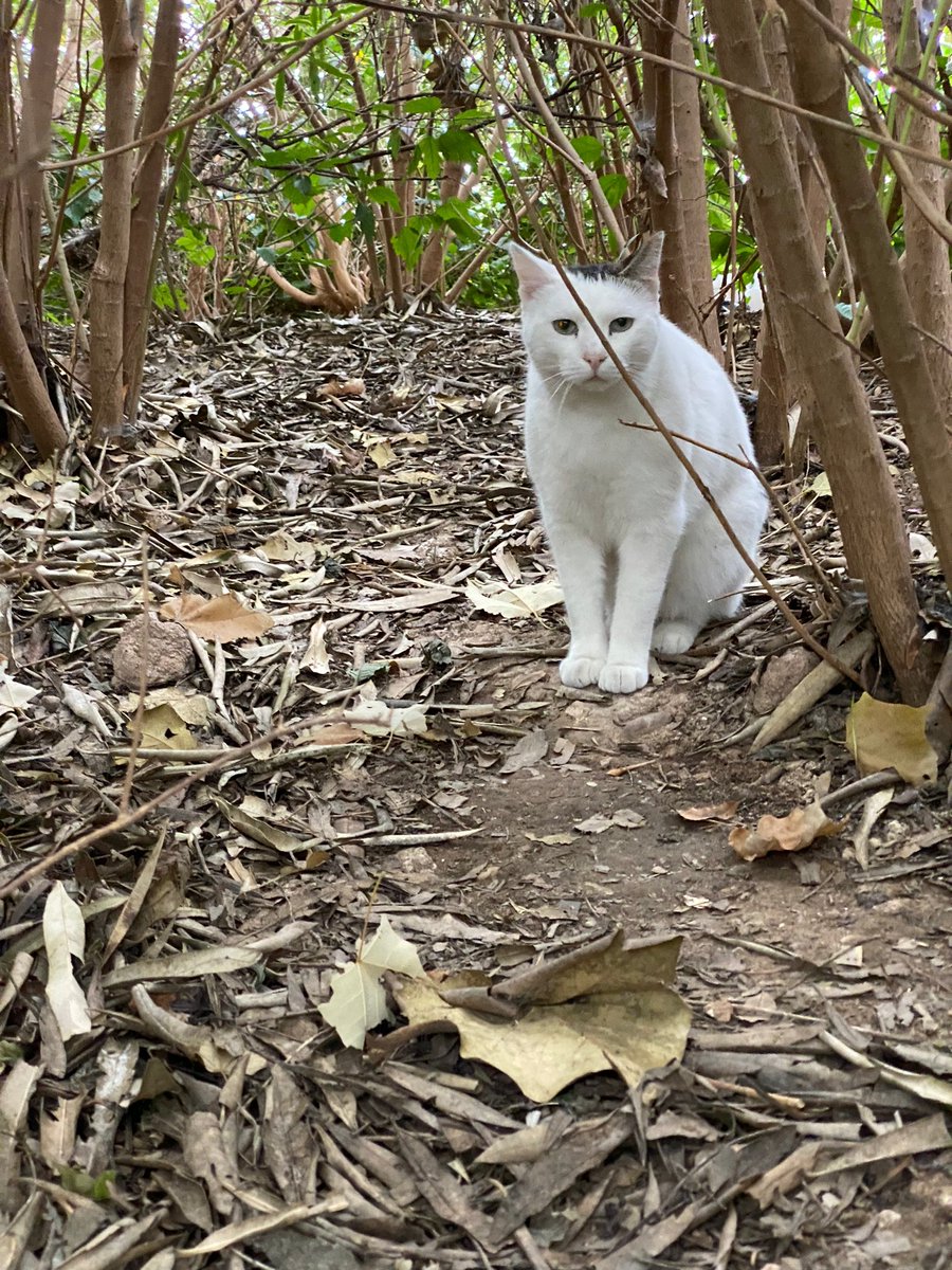 cfparquecentral's tweet photo. Paul Newman os desea feliz lunes #gatosparquecentral https://t.co/UGkKmcdsJb