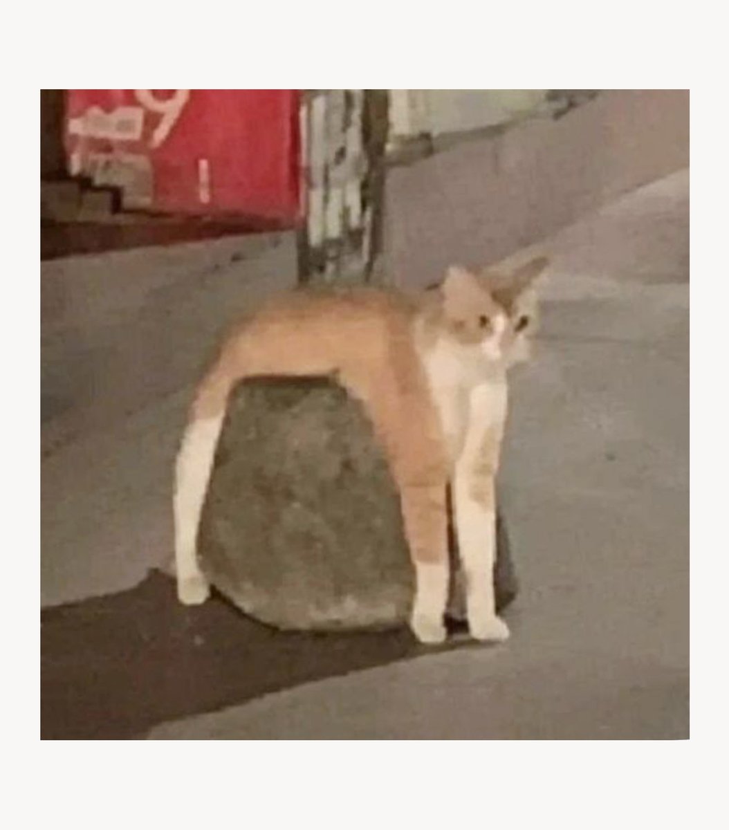 gentleeeeeeecat's tweet photo. https://t.co/yNnYOb00tK