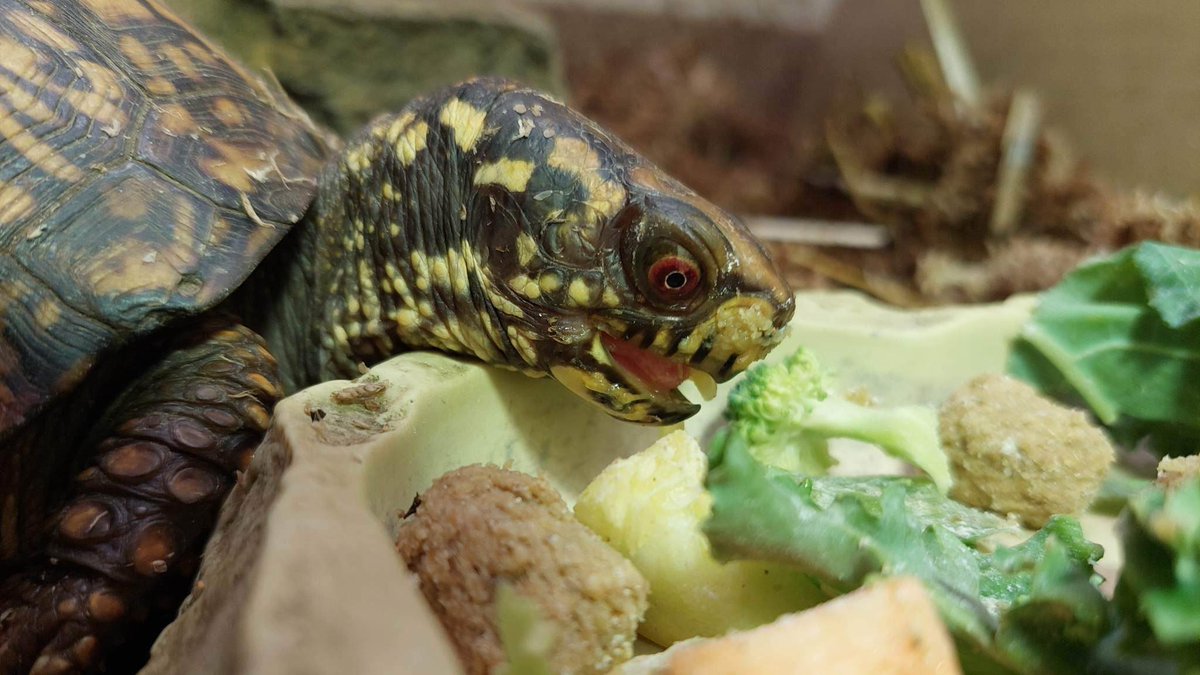 Anyone's New Year's resolution to eat more healthy greens? Tilly the #boxturtle loves her kale and broccoli!