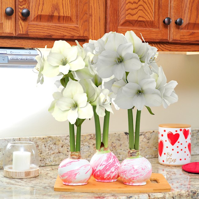 Bloomaker_USA's tweet photo. We are happy to announce that our Valentine's Day Collection is now available! Get ahead of your Valentine's Day shopping and click the link below to shop today while supplies last! https://t.co/zr65zsrnYx 

#Amaryllis #ValentinesDay #Gift  #HomeDecor # Floral  #Bloomaker https://t.co/QE1qfUJ2Tn