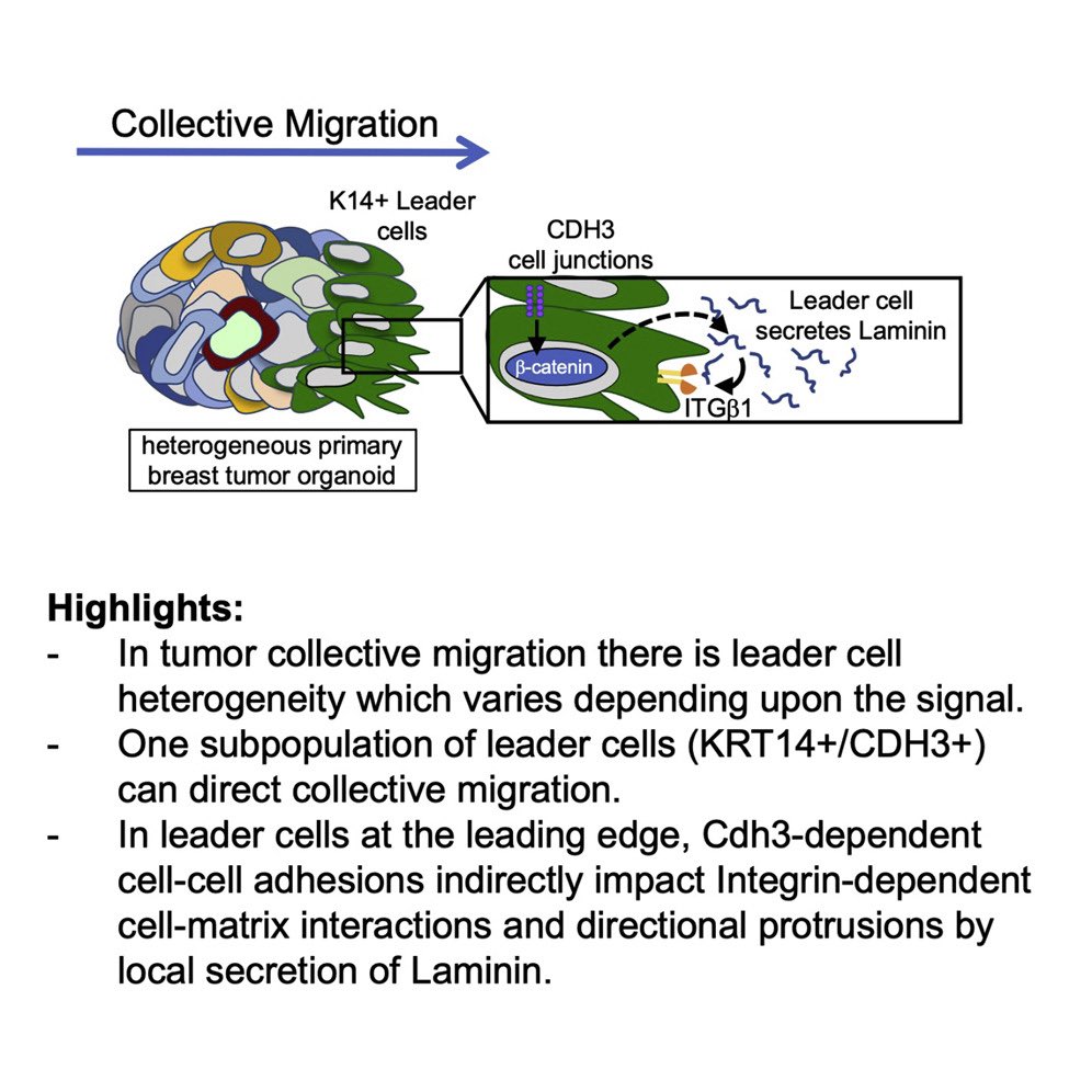 A true labor of love and collab with @Pathak_Lab @sastewartlab & Longmore lab; we show leader cell heterogeneity & identity a subpopulation of leaders that direct collective migration via CDH3/b-cat/LM cell.com/developmental-… #manuscriptmonday #CancerResearch @VCUENGR @Dev_Cell