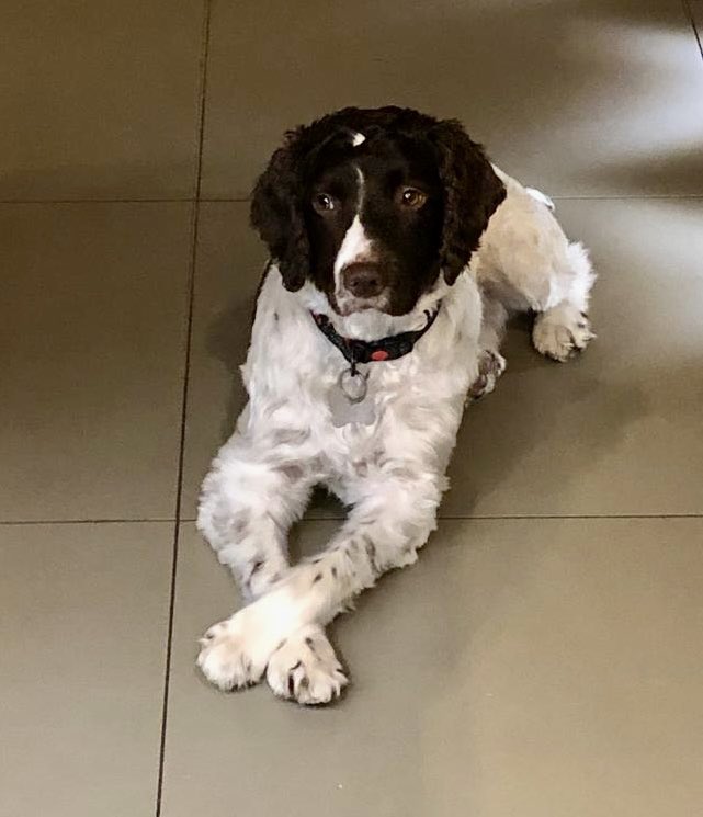 Celebsal13's tweet photo. @Fern_Britton Or more dog #HarrisonPaws https://t.co/svwx98cGBW