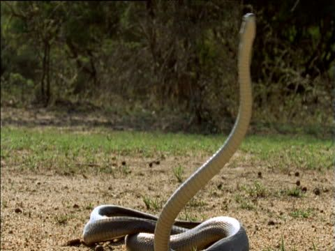 Ignilious's tweet photo. @EndlessTSpin Ah, but black mambas don't slither. They can actually pick up over three feet of their own bodies. https://t.co/4gMp8tv2Nz
