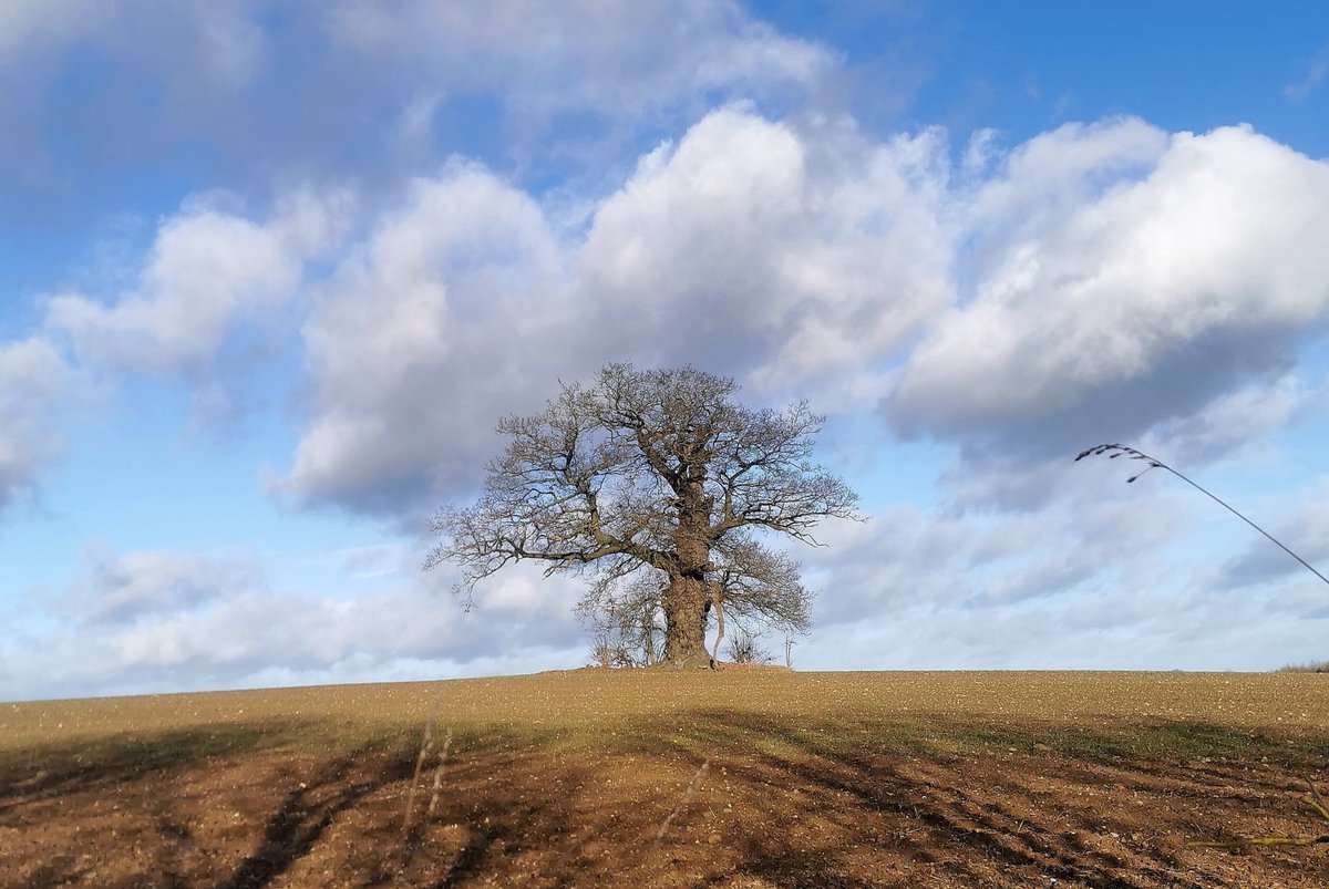 AdrianBryan42's tweet photo. I love this solitary oak, set against the clouds and blue sky that we passed on our walk today....I can't take the credit, my partner @viesphotography took the pic 😁🌳 https://t.co/kK9HniNe6Q
