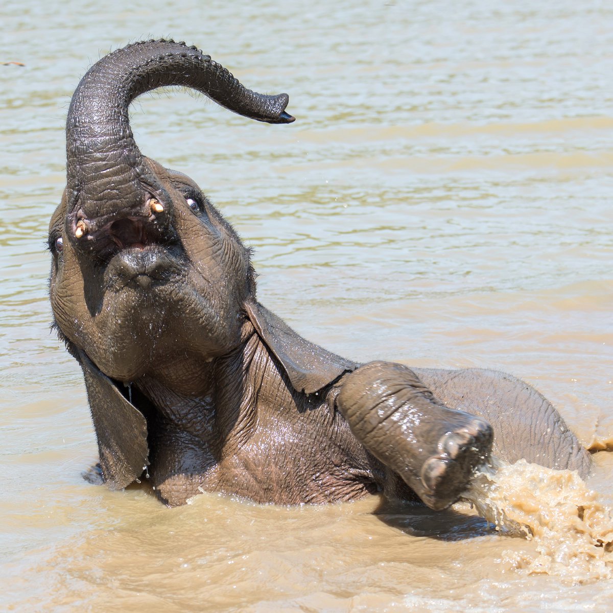 GameRangersInt's tweet photo. The rainy season is fully upon us in Zambia. Rain means new life and lots of greenery for wildlife to enjoy.  
The other benefit is mud baths! 
Thank you to Linda Rorbye photography 
#WeAreAllRangers #elephantbehaviour #elephantrescue #elephants #elephantbaby #elephantbabies https://t.co/omLld3Unjc