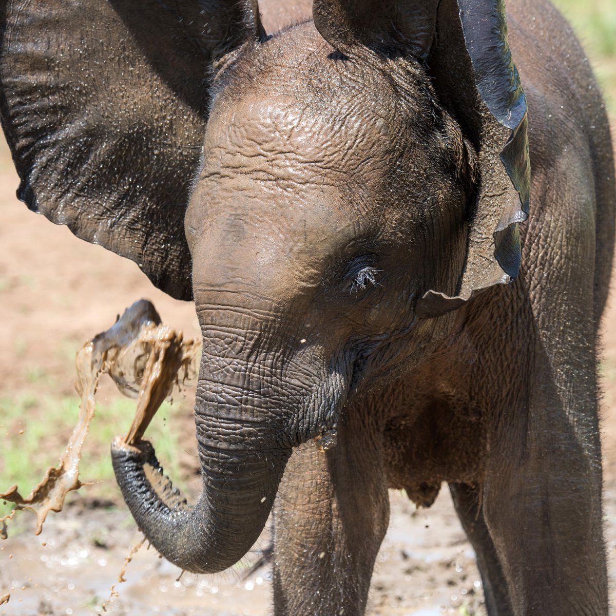 GameRangersInt's tweet photo. The rainy season is fully upon us in Zambia. Rain means new life and lots of greenery for wildlife to enjoy.  
The other benefit is mud baths! 
Thank you to Linda Rorbye photography 
#WeAreAllRangers #elephantbehaviour #elephantrescue #elephants #elephantbaby #elephantbabies https://t.co/omLld3Unjc
