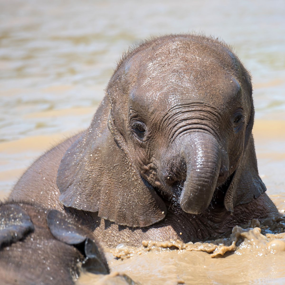GameRangersInt's tweet photo. The rainy season is fully upon us in Zambia. Rain means new life and lots of greenery for wildlife to enjoy.  
The other benefit is mud baths! 
Thank you to Linda Rorbye photography 
#WeAreAllRangers #elephantbehaviour #elephantrescue #elephants #elephantbaby #elephantbabies https://t.co/omLld3Unjc