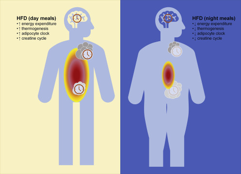 Timed feeding aligns the adipocyte clock to optimize thermogenesis when eating a high-fat diet dlvr.it/SgcQjl