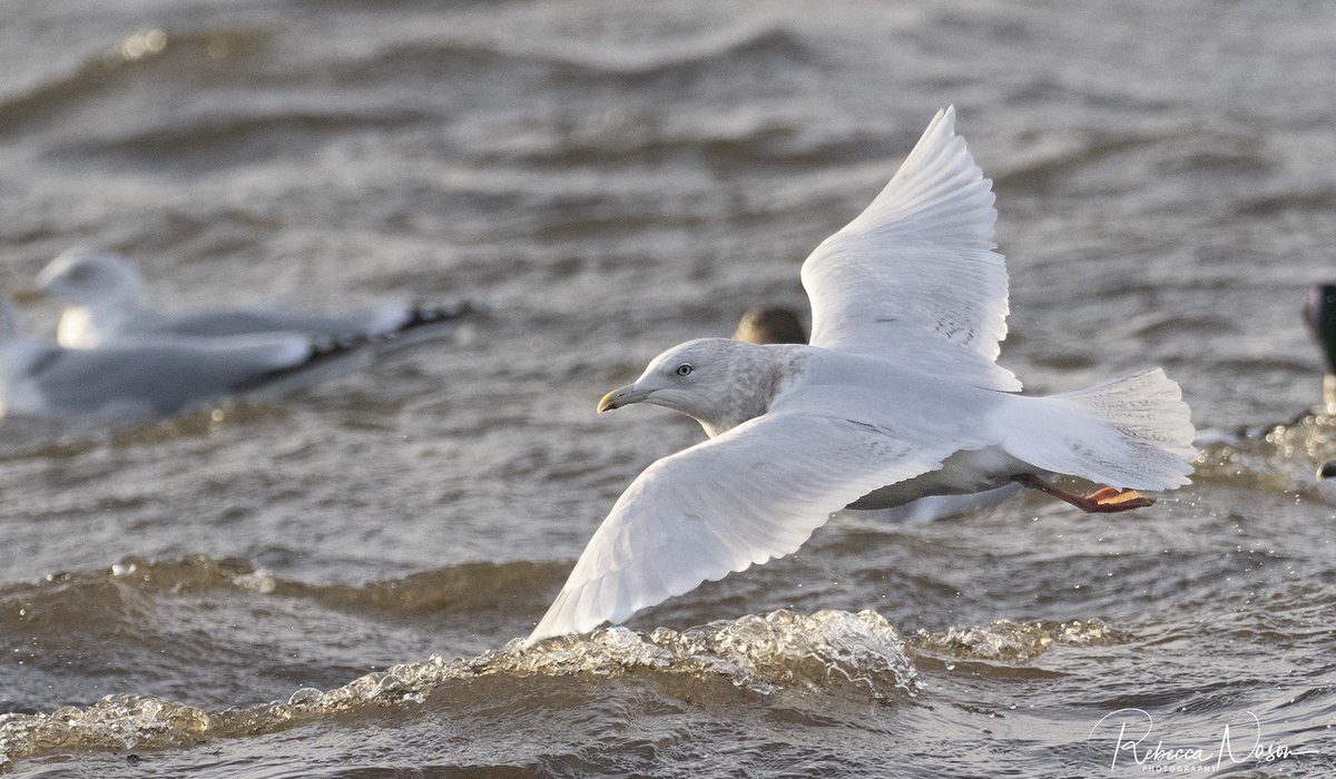 During a very dark, rainy day yesterday, seeing this scarce Iceland Gull as silver light broke out before dusk at Boddam was just magic. I dream of Ross’s & Ivory Gulls, but I’ll take a white winger any day. @OMSYSTEMcameras @BirdGuides @NatureInShet