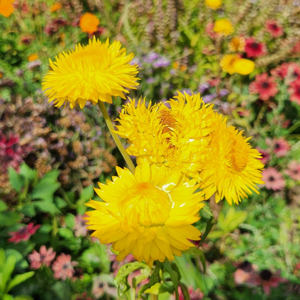 NuriaBeauty's tweet photo. Everlasting Flower 🤝  healthy, hydrated skin https://t.co/DNgmWRVtj4