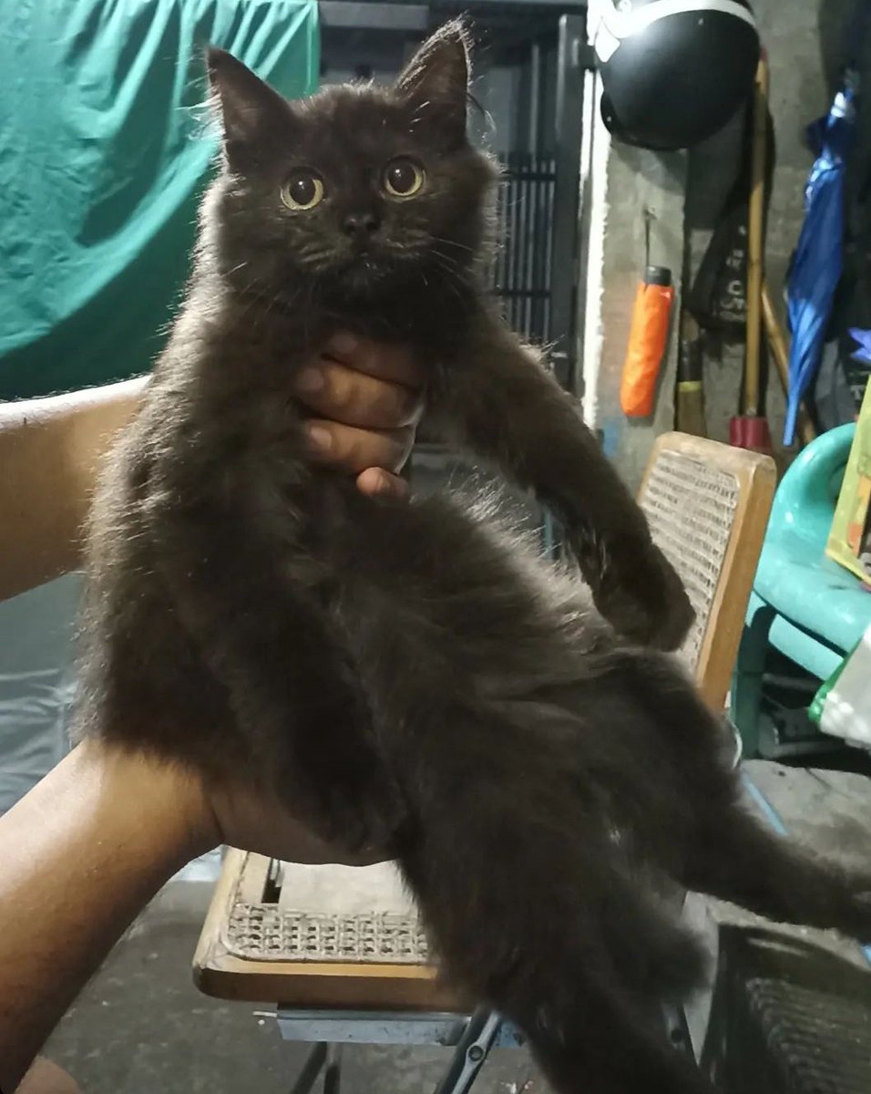 Mbuy, mm belum pulang kok mbuy uda ninggalin mm? Mm sayang mbuy loh... Mm baru bisa sayang sama kucing loh mbuy 😭 kok mbuy ninggalin mm sih 😭😭