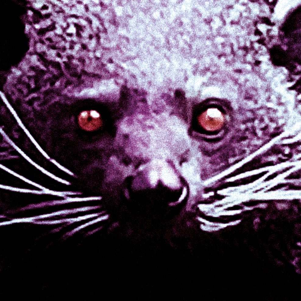 FJ / Fujii Masahide(アルバム『深く、花を見て』発売中) tweet media