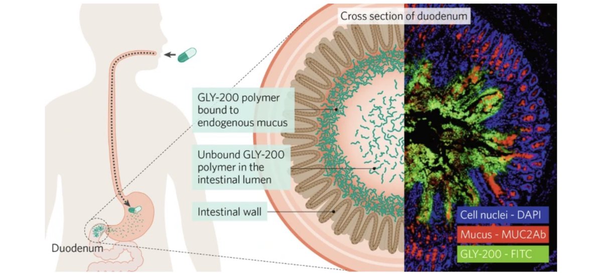 glyscend's tweet photo. Check out our one-page feature in the December 2022 issue of Nature's Biopharma Dealmakers to learn more about Glyscend’s unique therapeutic approach to treating type 2 #diabetes and #obesity.                                   https://t.co/Qw4fu8zEEy https://t.co/NCrUo21S9B