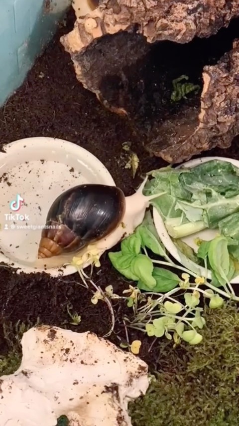 SweetGiantSnails tweet media