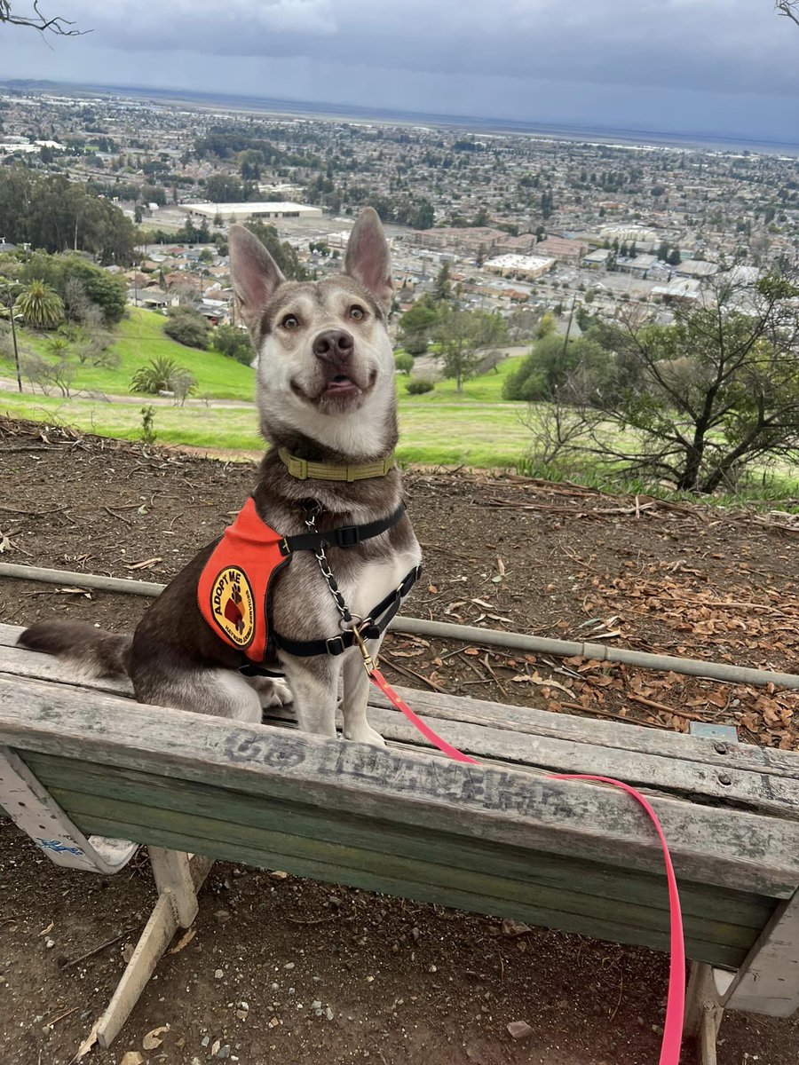 965KOIT's tweet photo. Meet Racer &amp; Aiko from @Haywardanimals #WetNoseWednesday Learn how to adopt them here: https://t.co/0ADsbRRJ4Y https://t.co/wPF7iq3Teg