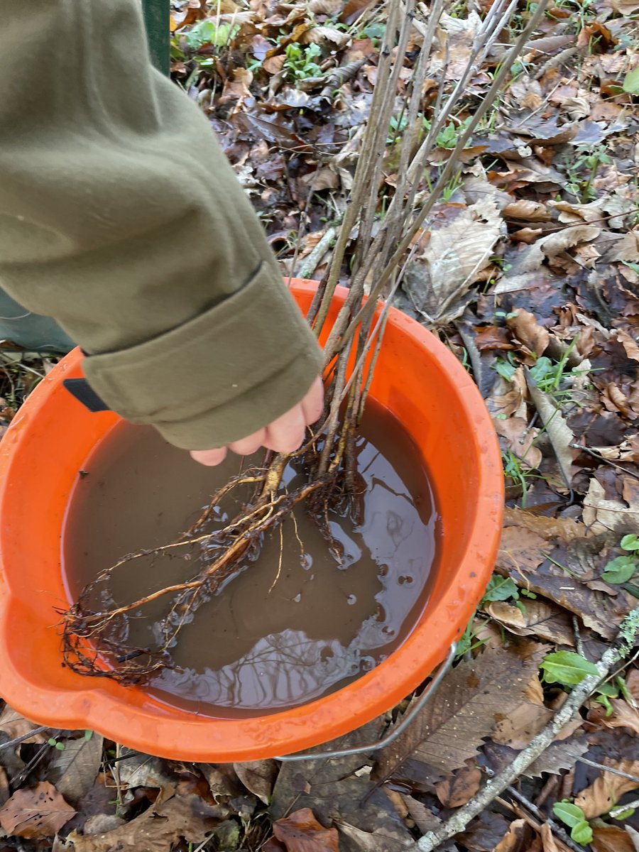 tevicornwall's tweet photo. What a good start to the week spending a few hours today #treeplanting with #PlantOneCornwall and reinvigorating an ancient woodland.

#forestforcornwall
#trees #cornwall #CIC #Monday https://t.co/7gbUhJnce5