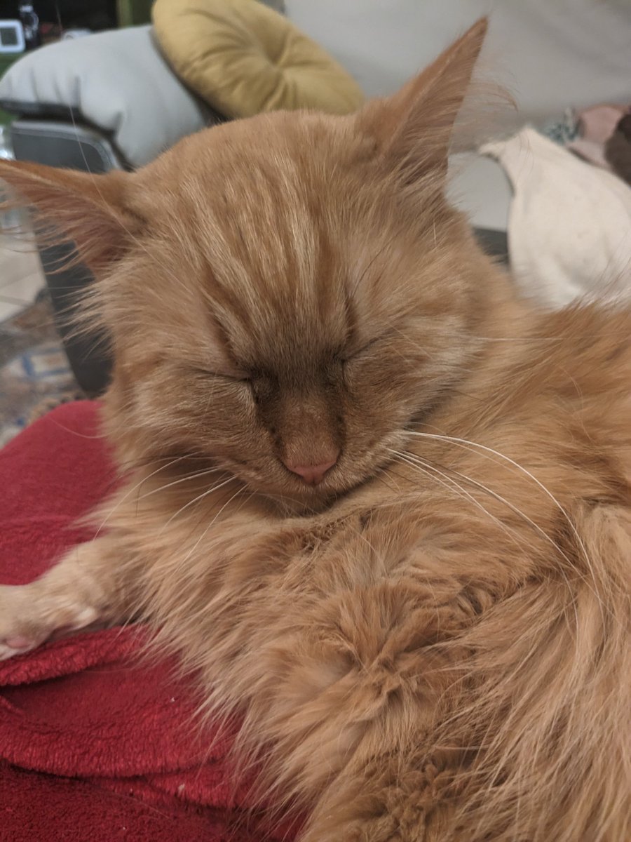 MozartMonChat's tweet photo. Méditation trétré
#yochat https://t.co/xyn4WFqsB9