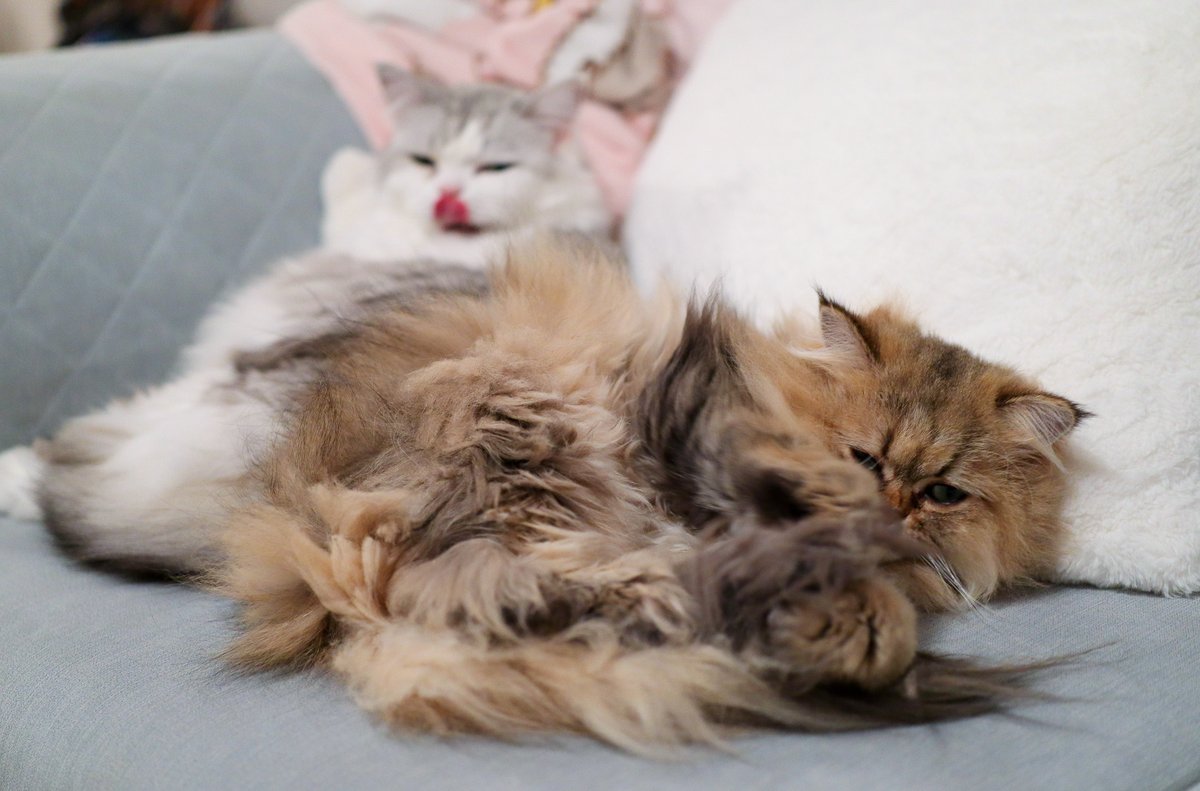 The secret cuddlers are back 💛