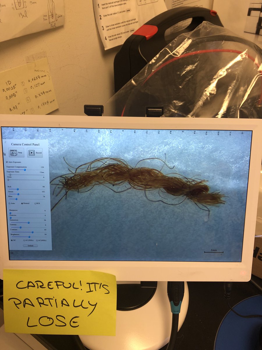 Starting my week by preparing some 15th century wool fibers for LCMS! 

(These are HUGE samples from a conservation perspective, so I’m cutting them down to size before extraction)