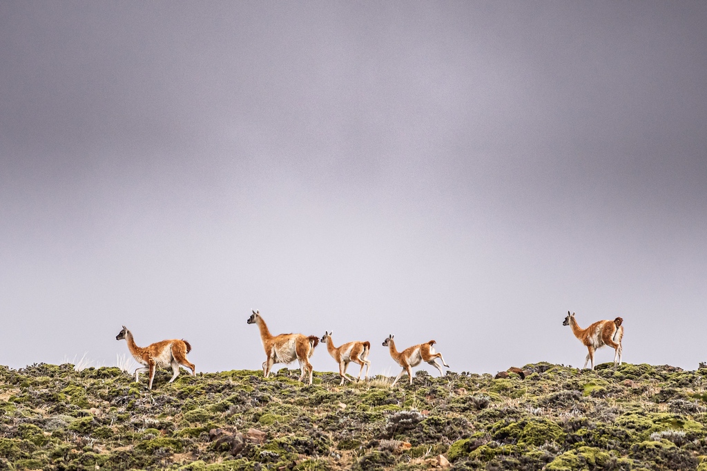 equestrianist's tweet photo. Throughout the Gaucho Derby course, riders cross paths with a range of Patagonian wildlife.  

If you listen closely, often times you can hear the Guanaco with their laugh-like call from atop the mountains.

Photos by: @sarahfarnsworthfieldsports https://t.co/ZeqEoQBngw