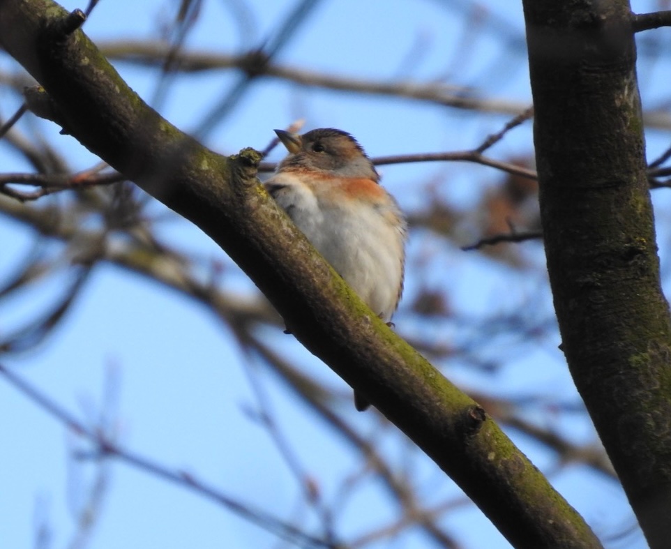 Cannock Chase Tackaroo, Only birds of note,Raven and Green Woodpecker. Whitehouse 3x bullfinch goldcrest GSW, jay, nuthatch. Treecreeper. 30+ Chaffinch with 1 Brambling,a year tick and first for some time