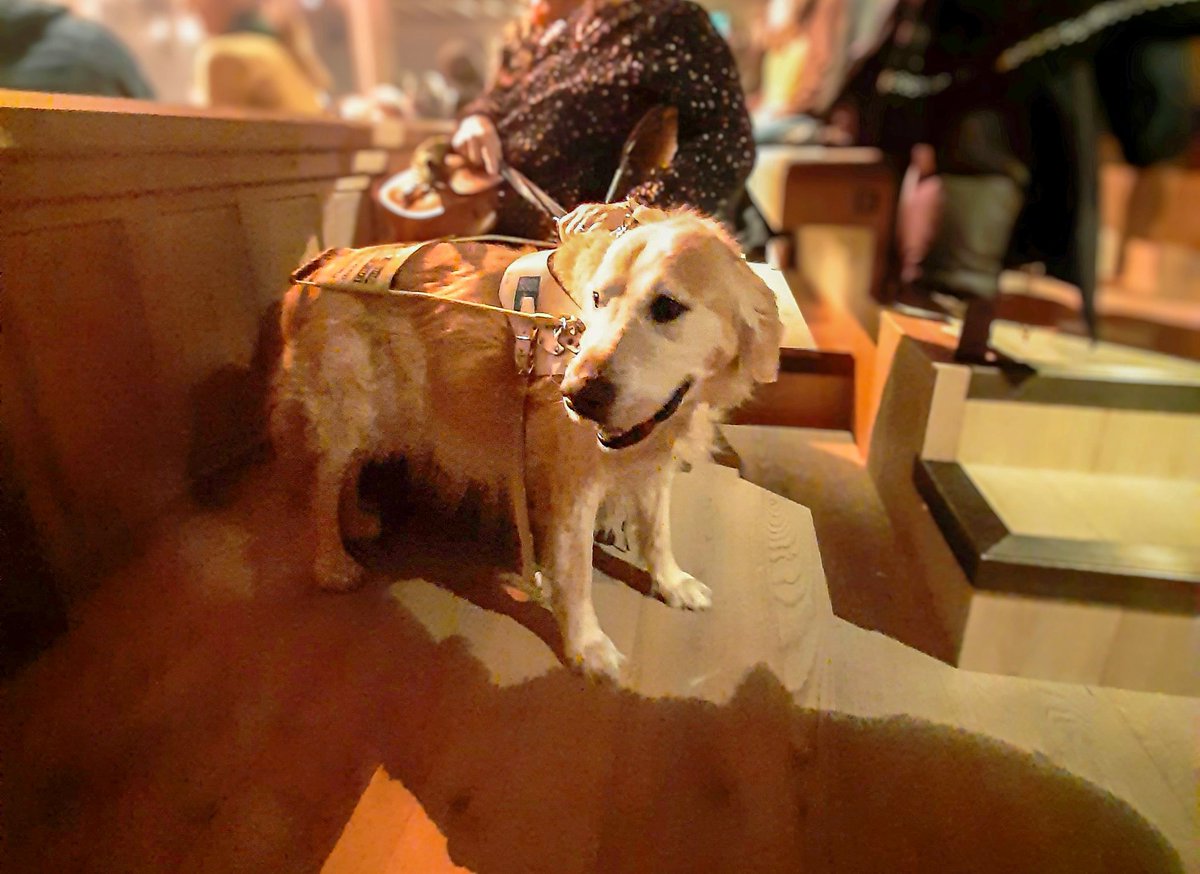 Woody the Guide Dog experienced the magic of the Cockpit and A Christmas Carol this weekend 🤩

Woody is nine years old and has made history as the first #guidedog to watch a performance in the Cockpit Theatre!

Thank you to Woody's owner for sharing this picture with us! 🐕