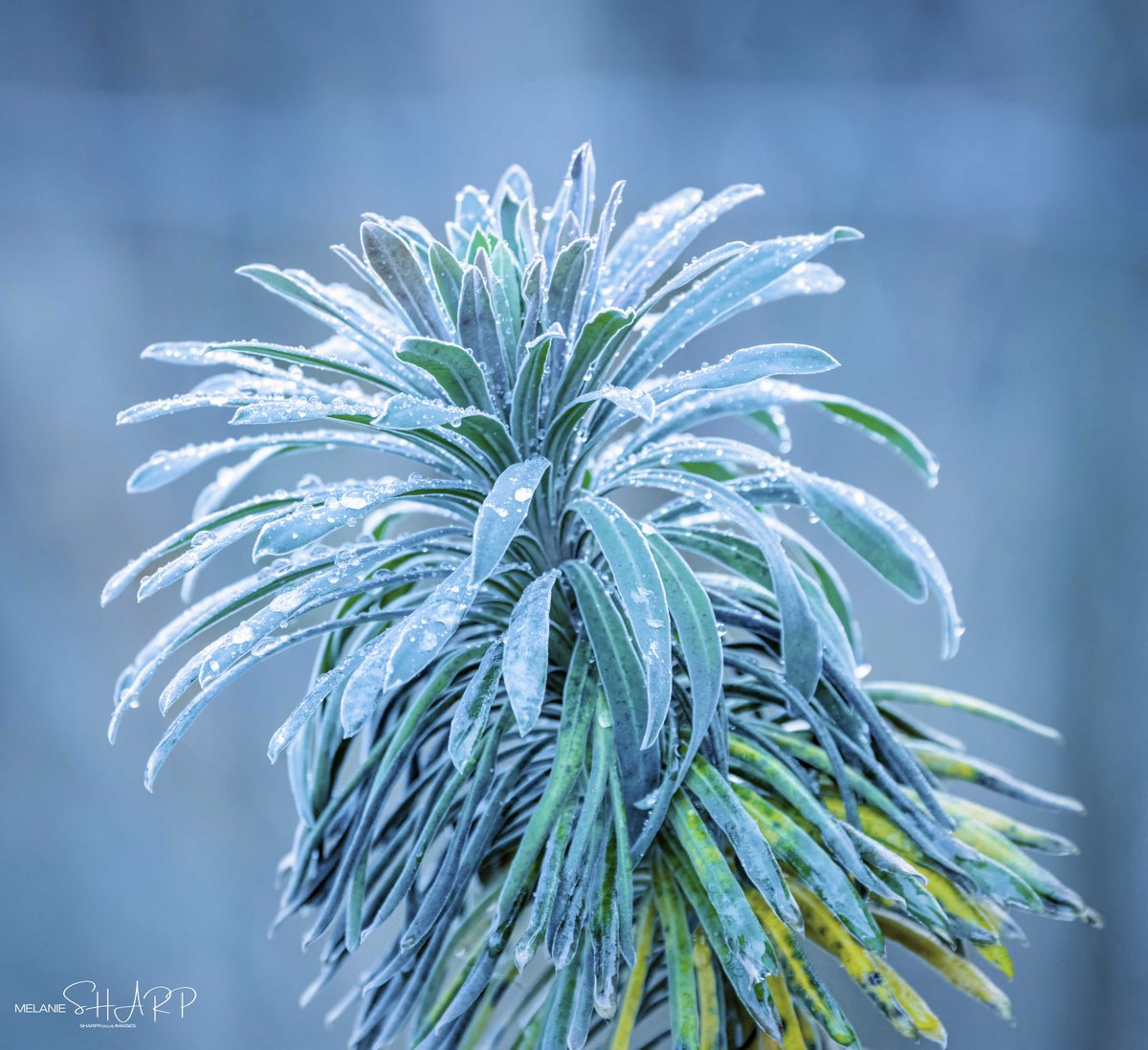 sharpfocus's tweet photo. Euphorbia Glacial Blue @chesterzoo I love the flora here as much as the animals. Well done Chester Zoo. #zoos #chesterzoo #flowerphotography #botanical https://t.co/RdH4NPIIkk
