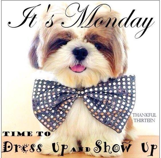Designs4B's tweet photo. Have a blessed Monday!
Follow us on Facebook
#angelbdesigns4you #monday #mondaymorning #mondaymood #mondaymotivation #motivationmonday #motivation #motivationalmonday #motivationalquotes #familyowned #shopsmall #dressup #showup #dressupshowup #dog #doggo #cutedogs #puppies https://t.co/VNTx9eikms