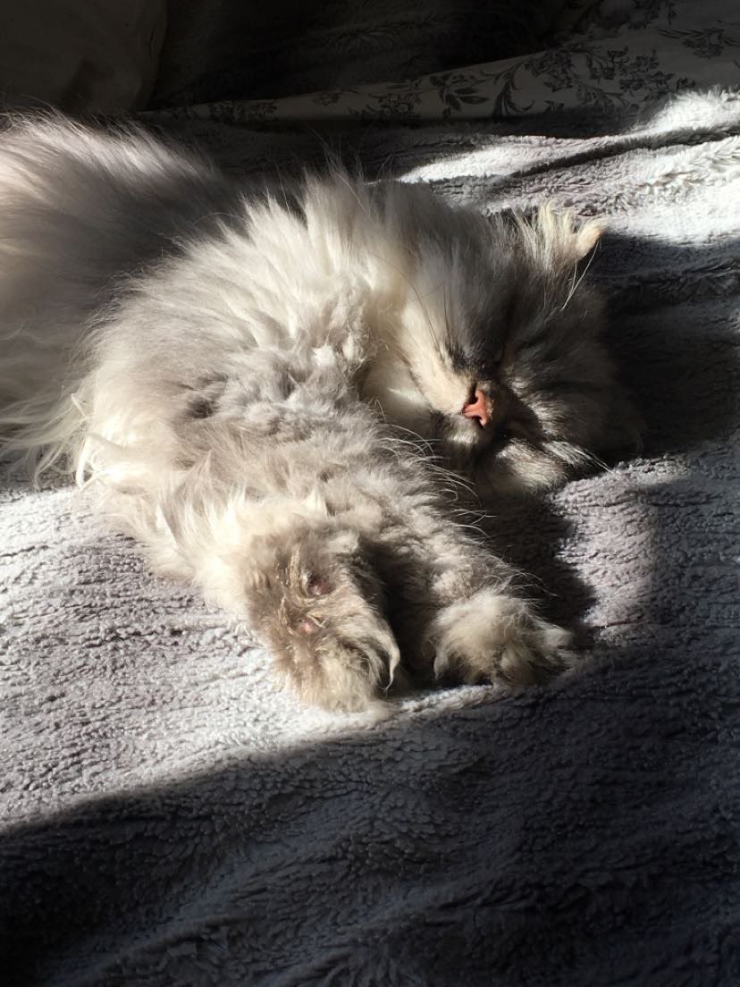 #catcontentmonday ❤️❤️❤️