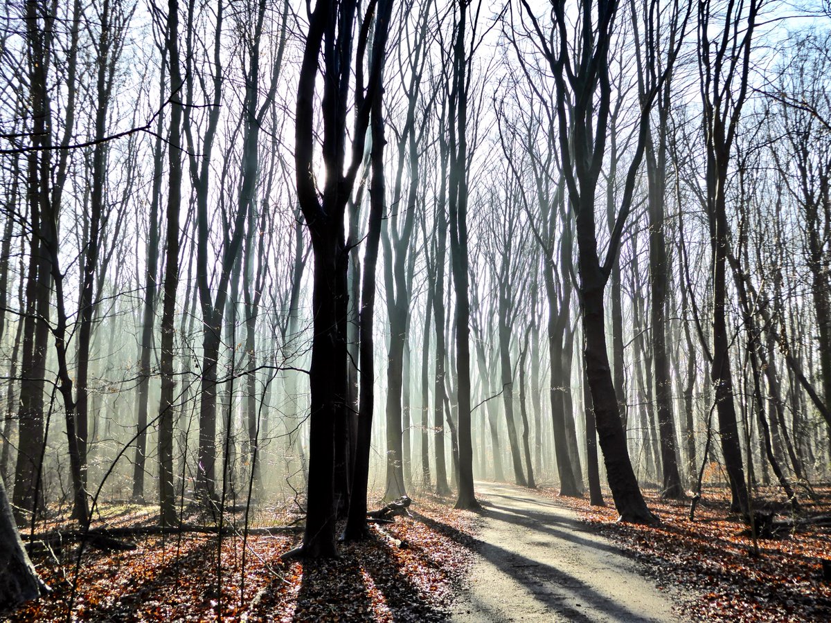Stilte in het kale winterse Bos.

#amsterdamsebos #amsterdam #amstelveen #bos #photography #forest #woods  #vriendenamsterdamsebos #wordvriend