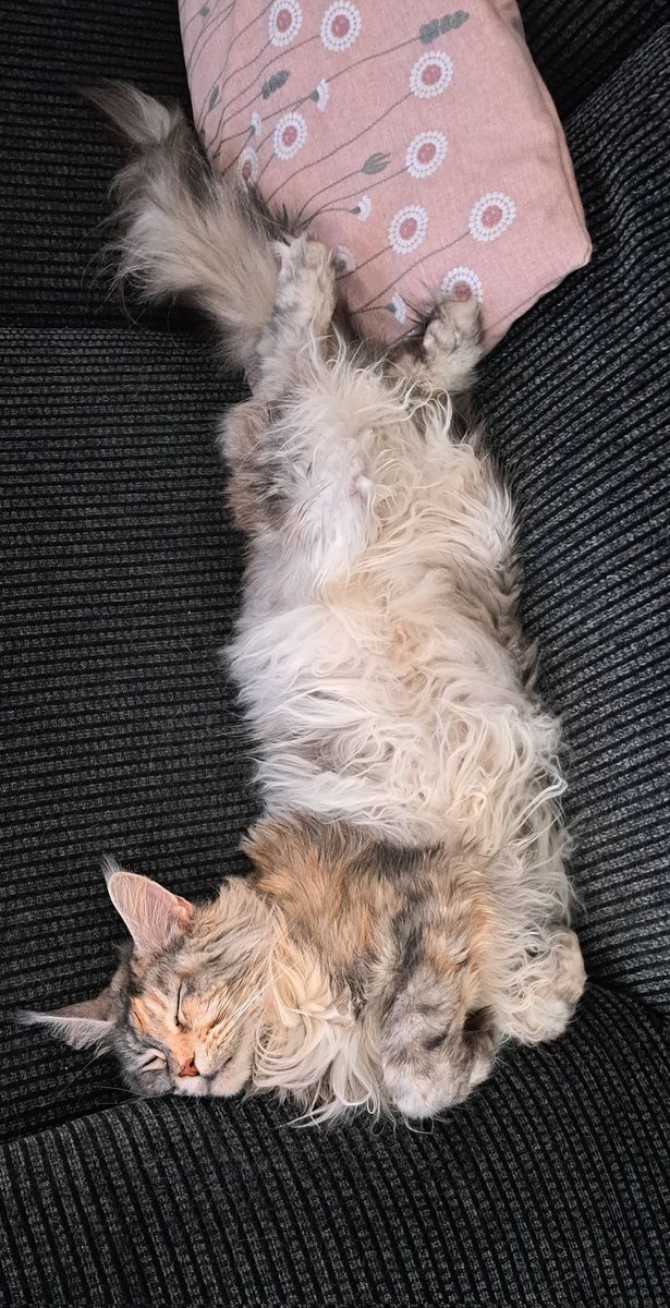 CoonWillow's tweet photo. Even when brushed, she's still looks scruffy 🐾 💜 #CatsOnTwitter #catsofinstagram https://t.co/uZYdiWMGoT