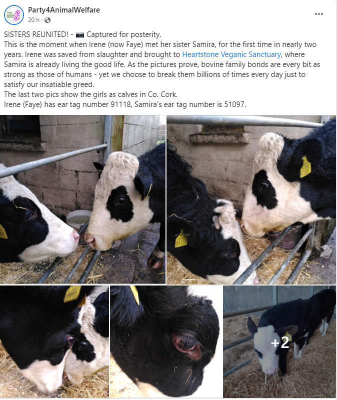AnimalPartyIE's tweet photo. SISTERS REUNITED! - 📷 Captured for posterity. 
This is the moment when Irene (now Faye) met her sister Samira for the first time in nearly two years. Irene was saved from slaughter and brought to #HeartstoneVeganicSanctuary where Samira is already living the good life
#GoVegan https://t.co/iRhNNWeKcV
