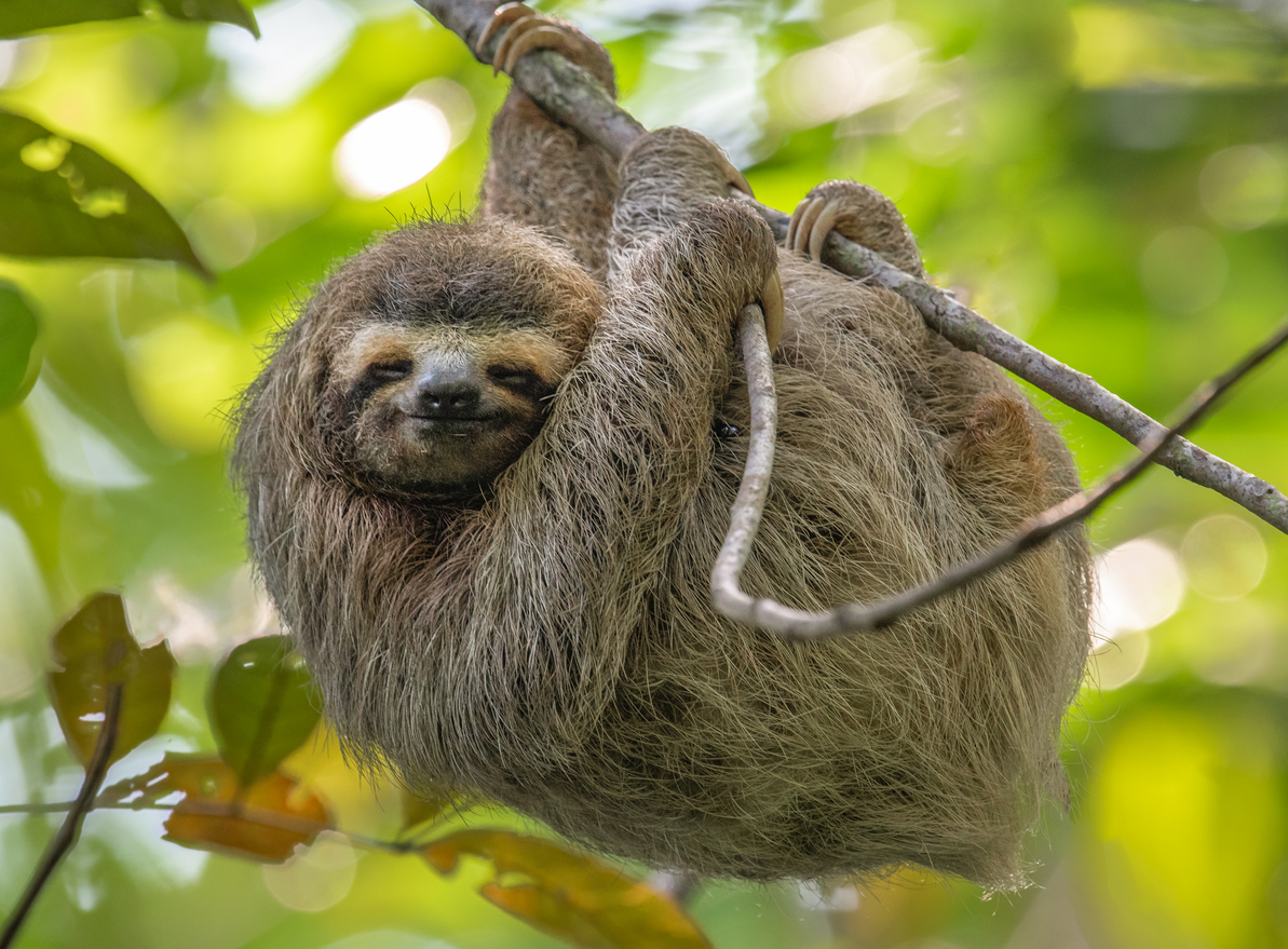 bbbbeard's tweet photo. 𝐖𝐡𝐲 𝐂𝐨𝐬𝐭𝐚 𝐑𝐢𝐜𝐚?

There are countless reasons why Costa Rica should be your next dive vacation destination.

Visit our website and book now 👉 https://t.co/nv2RtX1xae 

#costaricapuravida #costarica #travel #traveldestination #scuba #scubadivers #scubadiving https://t.co/R2BAycqPqJ