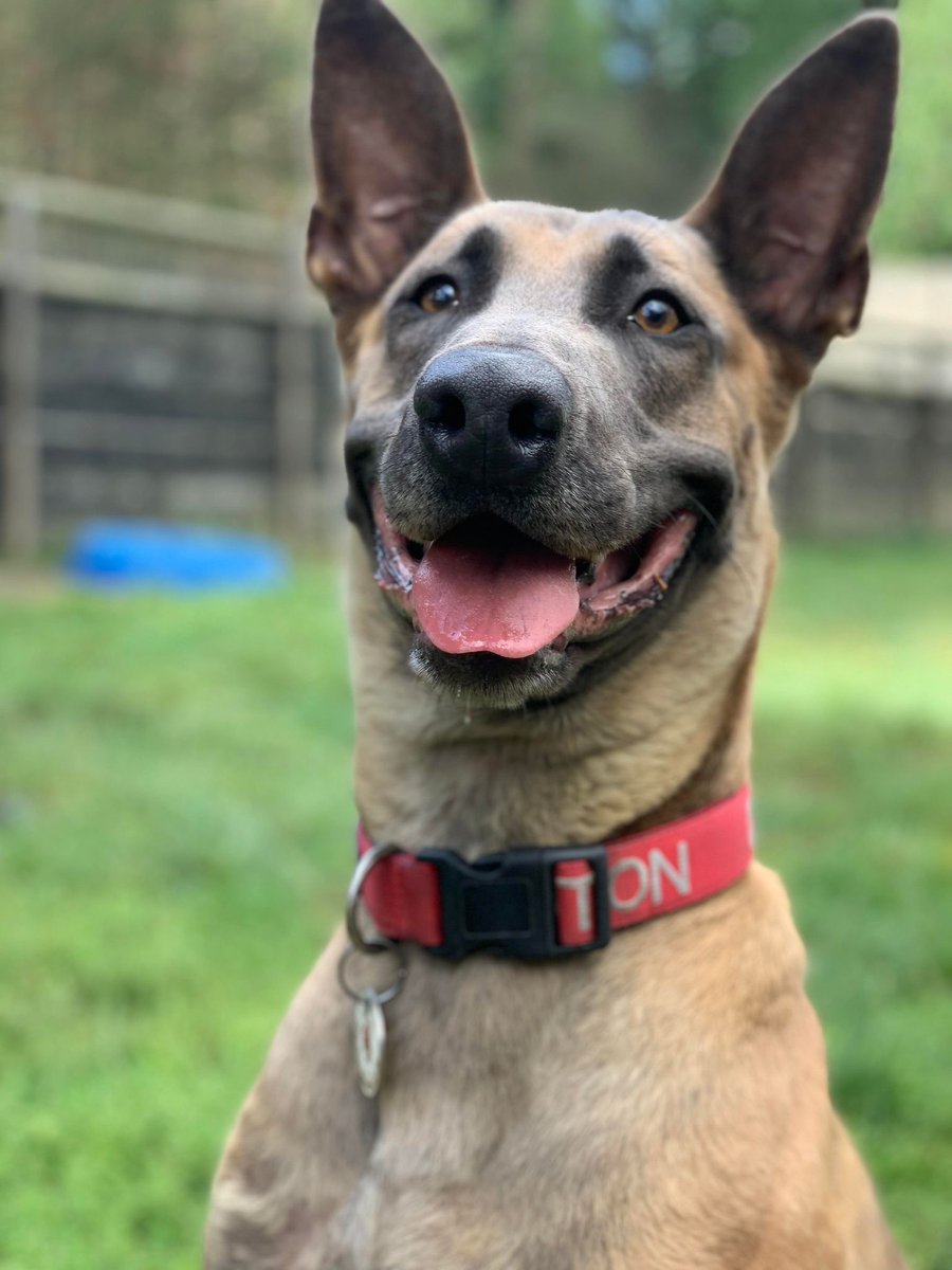 gsrescueelite's tweet photo. Buster is 3yrs old and he is a very high energy and high driven boy, Buster is looking for a child and pet free home that has breed exp please 
#dogs #GermanShepherd #Essex 
https://t.co/SPXd0md55v https://t.co/wJlkk4emGi