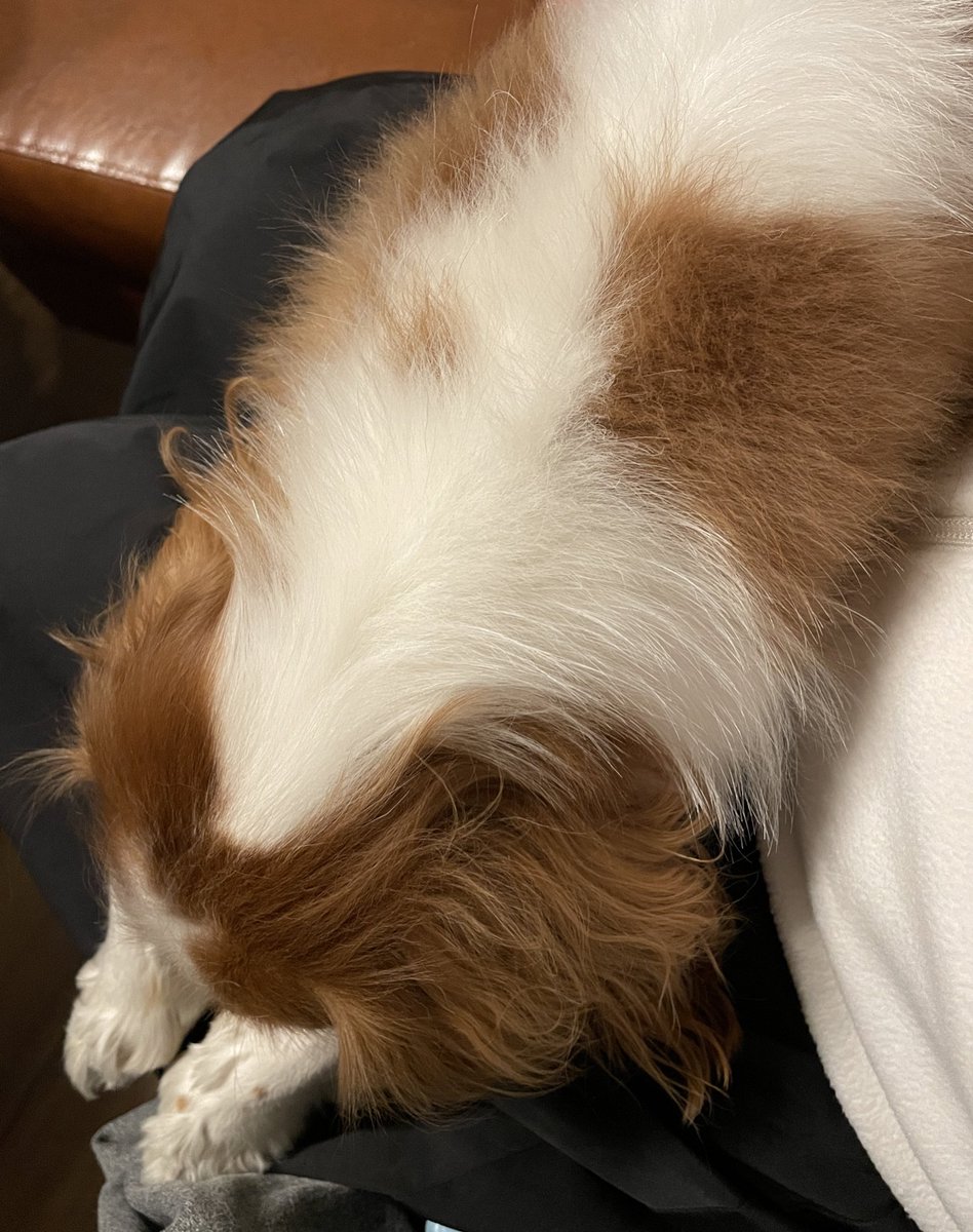 膝の上で🐶寝ちゃったから立ち上がれないやつ
あったか重い😙

キャバリアは寂しがり屋さん多し

#犬好きさんと繋がりたい #犬のいる暮らし