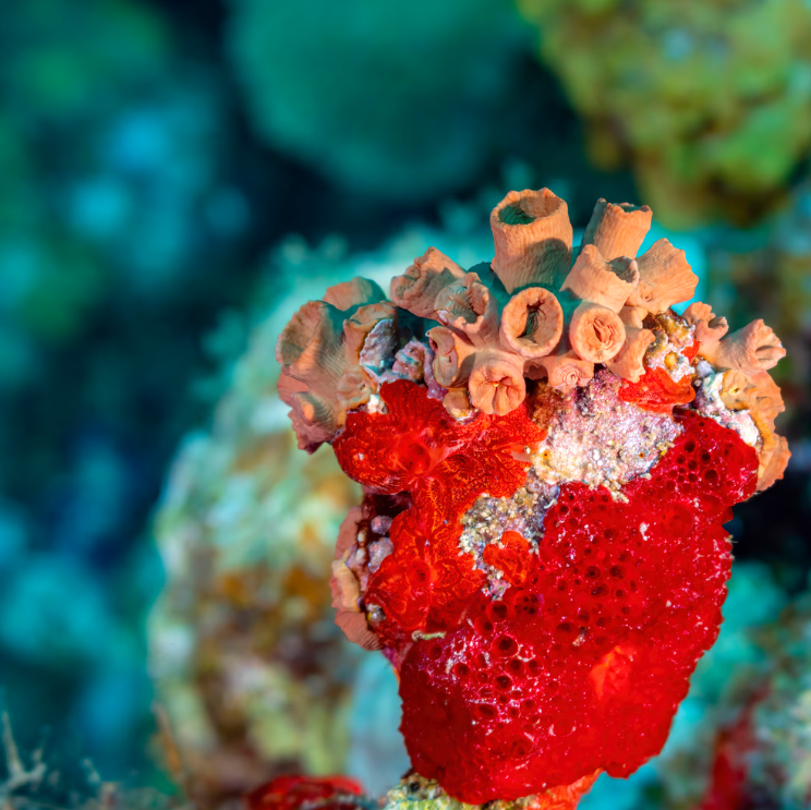 TheBlueOctopusNFTs tweet media