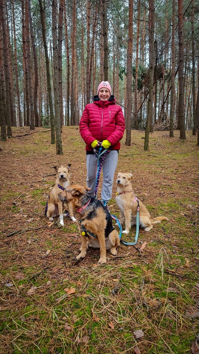 Zamerdani's tweet photo. Wczoraj był ostatni spacer w dwupaku. Już niedługo poukładane życie moich praterrierek stanie na głowie. 🙃 Trzymajcie za nie kciuki i za mnie! Do zobaczenia w nowym powiększonym składzie!

#ciąża #rodzew2023 #dogparenting #nietylkopsiamatka #zmienisię #praterrier #psiaki https://t.co/vKbuAA66IK