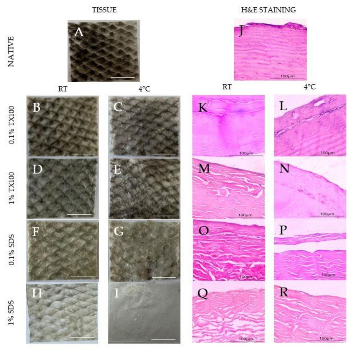 Biomim_MDPI's tweet image. #RecommendedPaper
Characterization of Decellularized Extracellular Matrix from Milkfish (Chanos chanos) Skin by Ronald Bual, et. al.
➡️Read the full paper here: mdpi.com/2313-7673/7/4/…
✔️#milkfish; #FishSkin; #decellularization; #WoundHealing; #ExtracellularMatrix; #collagen