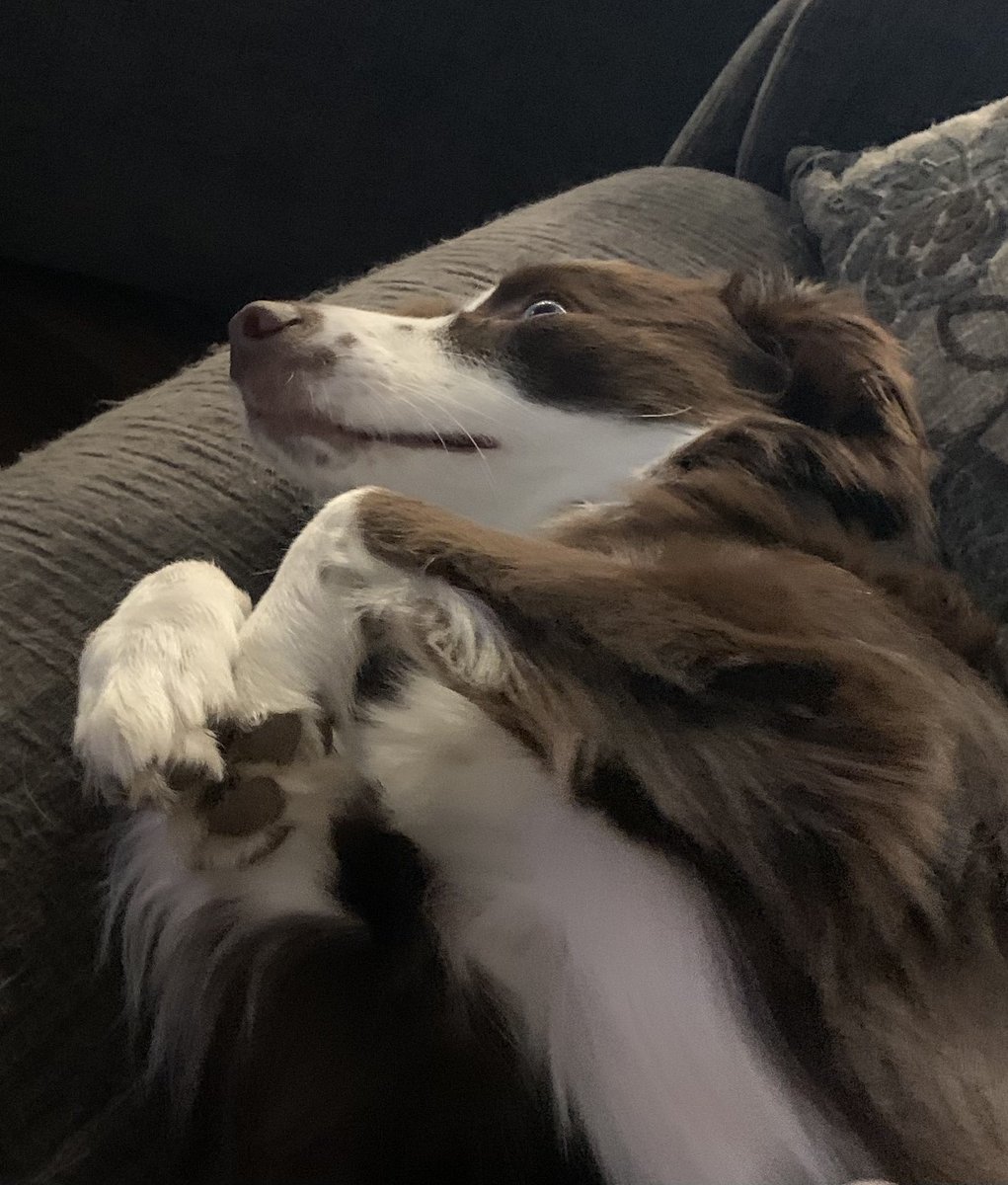 skye_mocha's tweet photo. Yesterday was a good day for lounging and belly rubs. #dogsoftwitter #puppy #dog #LazySunday https://t.co/RwfPtoDMLt