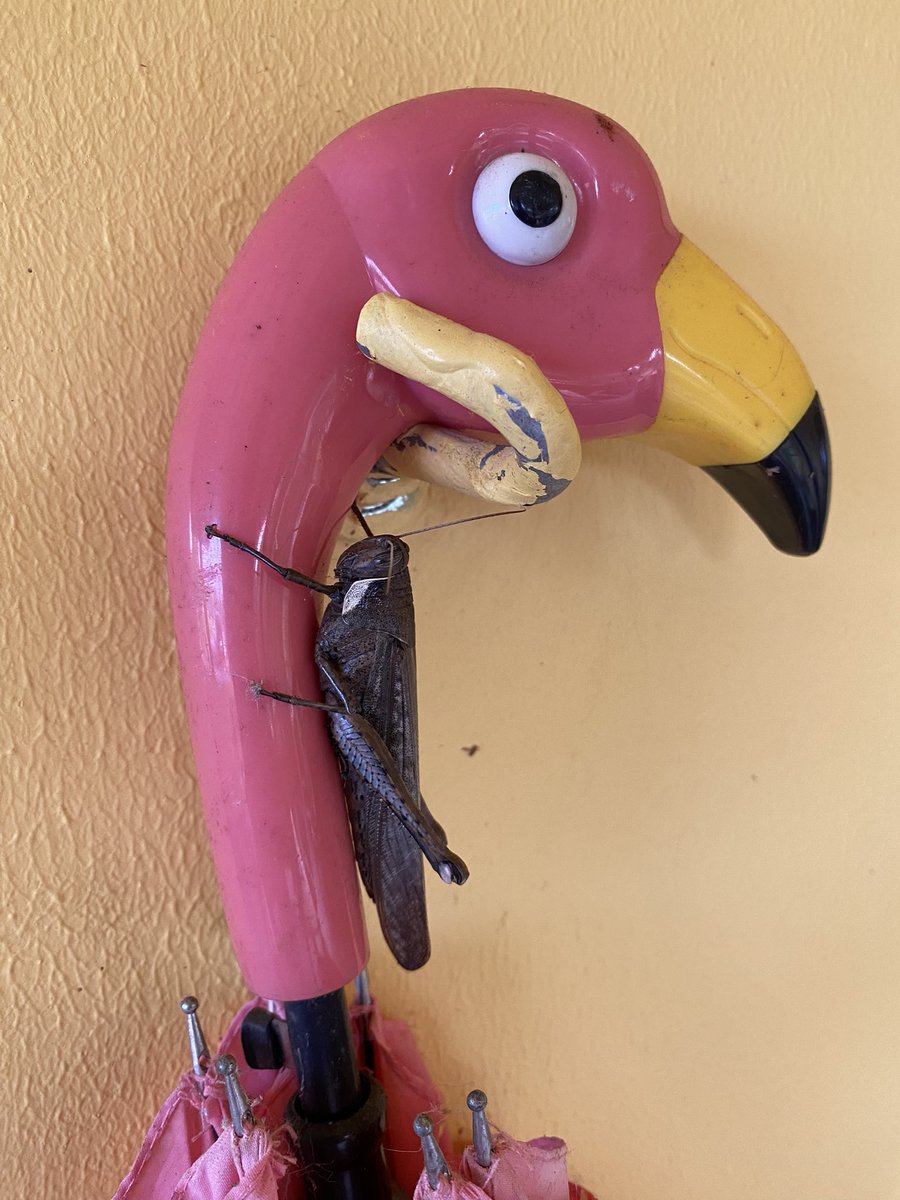 JB Meijers tweet media