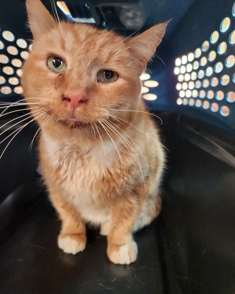 saveourstraysfl's tweet photo. Oliver is asking for thoughts, prayers and well wishes today. He is at the vet for his dental surgery. We will update when he is back with his foster. Thank you to everyone who donated and covered his much needed surgery today! #orangecats #orangecatsrule #rescuecat #adoptdo… https://t.co/btbIqz9tpA