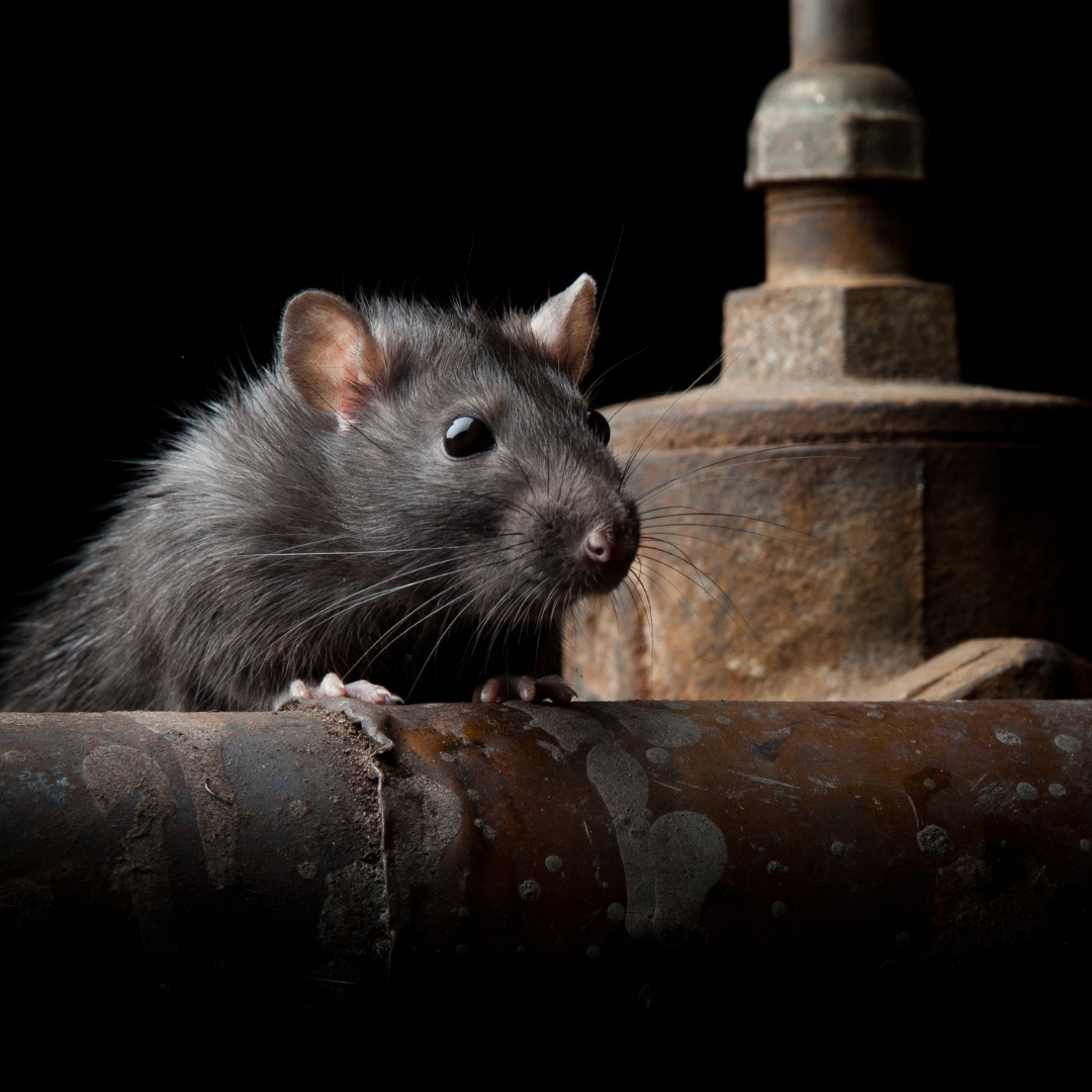 MonitorPestCo's tweet photo. Rodents are most problematic in Winter months – take a look at our top 10 tips on how to keep these pests at bay! https://t.co/thF972jrr6 

#rodent #rodentcontrol #rat #ratcontrol #infestation #pest #pestcontrol https://t.co/wxt6acTwx6