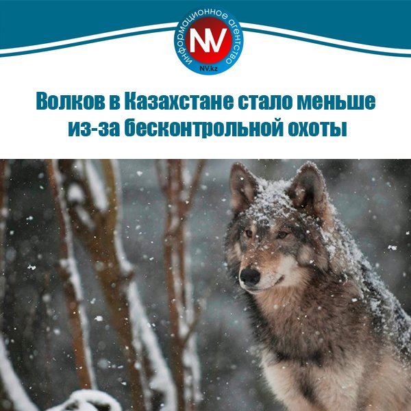 Новый вестник tweet media