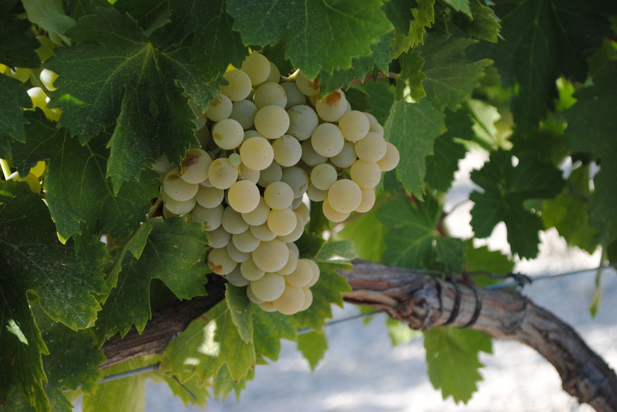 Querida #uvaPedroXiménez, este año queremos verte en todo tu esplendor y que sigamos disfrutándote tanto, como hasta ahora. ¡Por un 2023 a tu lado, sumando GRANDES MOMENTOS!

#consejoreguladormontillamoriles #PXperts #montillamorilesdo