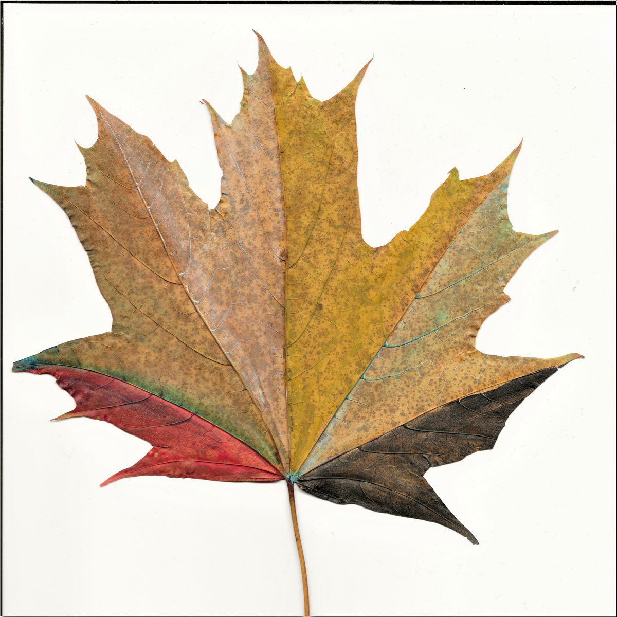 ParrotfishJ's tweet photo. New LEAVES holders batch to share 44 % of Nefty drops revenue share is...
(Jan 9-Jan 23)

🍃Leaf #9 kxyxy.wam @Santa_Rivers
🍃Leaf #92 vzvb.wam @blunt_chemist
🍃Leaf #127 vzvb.wam @blunt_chemist
🍃Leaf #160 vvv3q.c.wam https://t.co/nzOm2G2md5