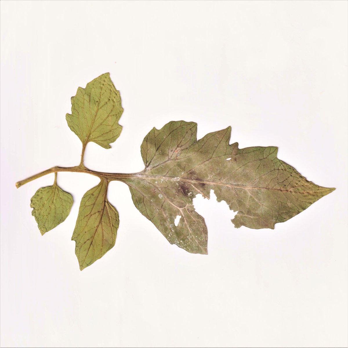 ParrotfishJ's tweet photo. New LEAVES holders batch to share 44 % of Nefty drops revenue share is...
(Jan 9-Jan 23)

🍃Leaf #9 kxyxy.wam @Santa_Rivers
🍃Leaf #92 vzvb.wam @blunt_chemist
🍃Leaf #127 vzvb.wam @blunt_chemist
🍃Leaf #160 vvv3q.c.wam https://t.co/nzOm2G2md5