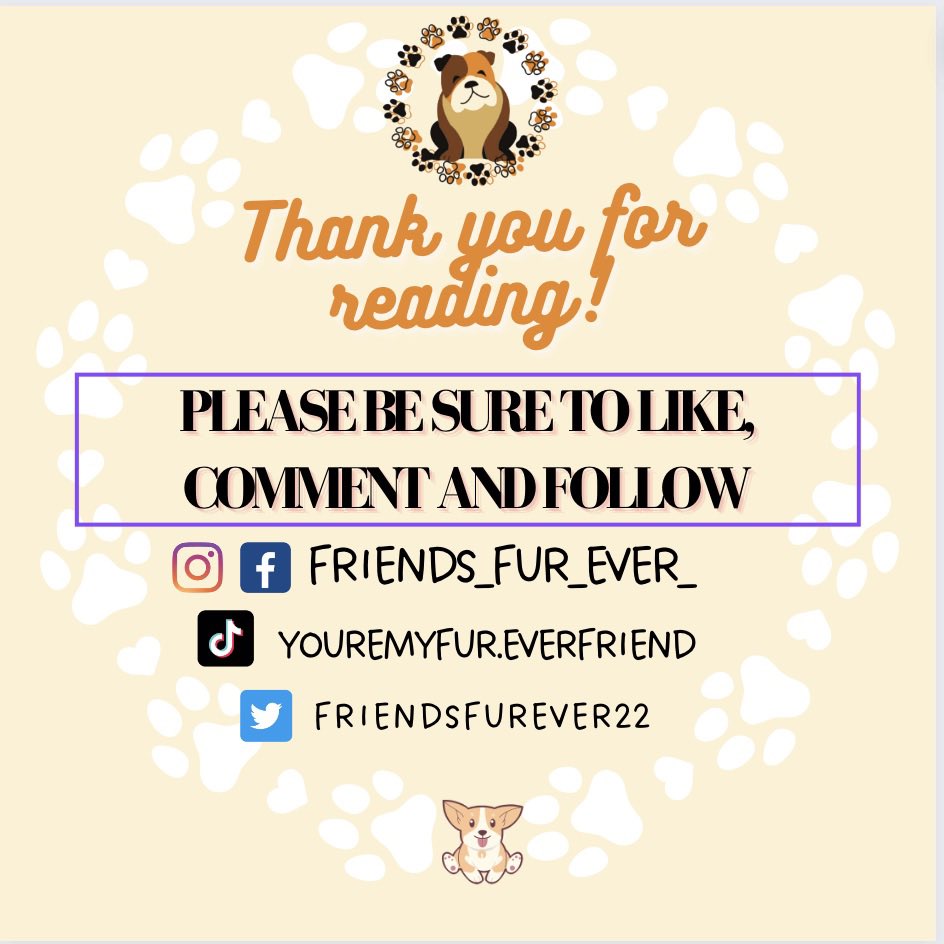 Friendsfurver22's tweet photo. #dogawarness #homelessdogs #dogsarefamily #dogsoftwitter #fureverfriends #animalabuse #tipsandtricks https://t.co/uVly9jJX79